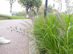 -映月湖公园