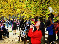 -千年银杏谷文化旅游区