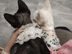 -楼上猫咖(罗湖店)