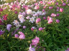 -长春公园(普阳街道)