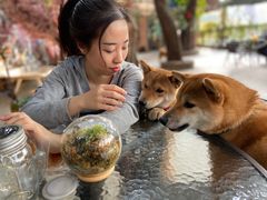 -柴犬高等学院·狗咖·柴犬售卖·宠物训练