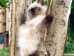 -柚子猫舍·精品猫舍购猫·猫咪认养·购宠·宠物店