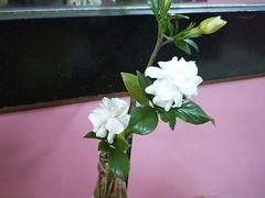 -蒋家槟豆面皮(友爱路店)