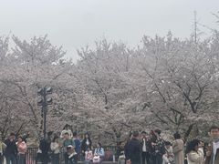 -武汉大学-樱园