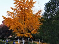 -北京市海淀外国语实验学校