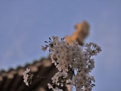 -武汉大学-樱园