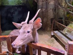 -正佳雨林生态植物园