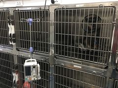 -伟伟宠物医院·CT影像中心·瑞派犬猫综合性门诊(汉口总院)