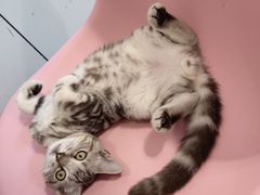 -三花喵·撸猫购宠·宠物生活馆(虹桥南丰城店)