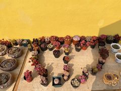 -南京市无想山景区