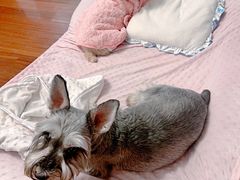 -爱侣宠医·鹦鹉专科·小型哺乳类·异宠专科(灵石路店)