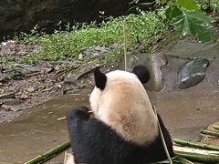 -都江堰中华大熊猫苑