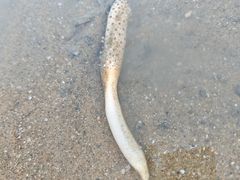 -白城沙滩