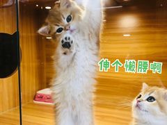 -猫十亿·布偶金渐层·曼基康矮脚猫舍(青年路店)