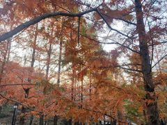 -白水寺森林公园