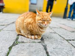 -西园寺