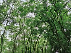 -深圳国际园林花卉博览园