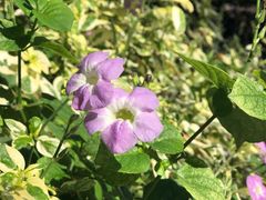 -维兹卡亚博物馆及花园