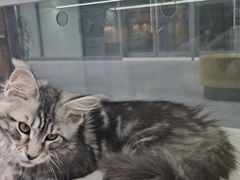 -小猫来了·猫咪专售(红山六九七九店)