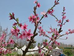 -前小桔亲子创意农场·草莓采摘·露营烧烤