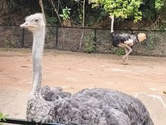 -深圳野生动物园