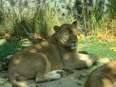 -北京野生动物园