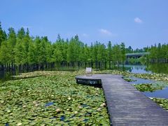 -白鹭湾湿地公园