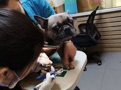 -瑞派宠物医院·24h·骨外科·皮肤科·全科宠物医疗转诊中心(沈阳浑南院)