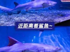 -正佳极地海洋世界