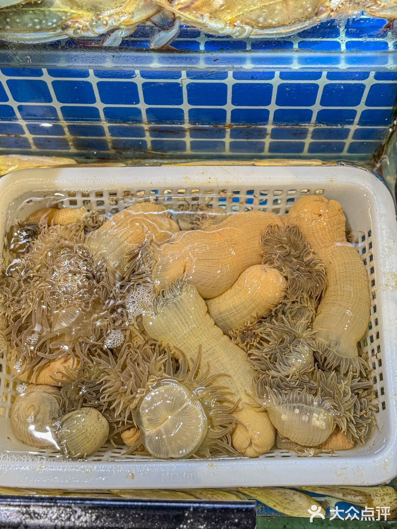 原来沙蒜长这样，长见识了