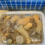 原来沙蒜长这样，长见识了