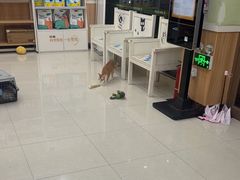 -瑞鹏宠物医院·夜间急症·心超·猫科(祖庙分店)