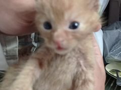 -艾贝尔宠物诊疗