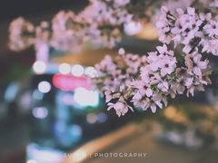 -上海南浦大桥长途旅游客运站