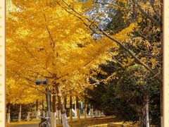 -长白岛森林公园