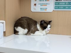 -谐和贝康宠物医院24小时·宠保定点(急重症转诊中心)