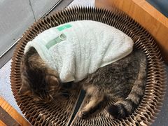 -伟伟宠物医院·瑞派猫友好医院·猫科(光谷店)