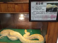 -上海大自然野生昆虫馆(东方明珠·爬宠昆虫探索中心)