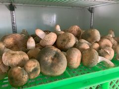 青头菌-山菌美食苑(振兴路店)