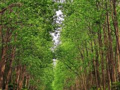 -合肥滨湖国家森林公园