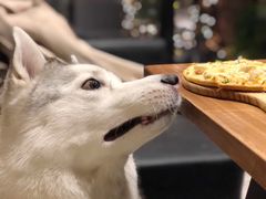 -百好乐宠物友好餐厅(朝外大街店)