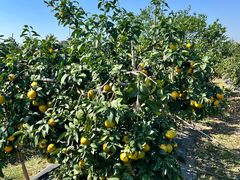 -尚果生态采摘园