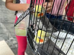 -上海崇明金茂凯悦酒店