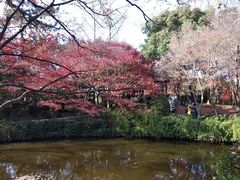 -秋霞圃