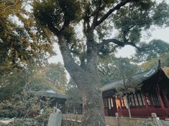 -西泠印社
