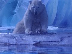 -上海海昌海洋公园-冰山北极馆