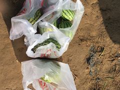 -庞各庄翠芳园西瓜蔬菜基地采摘园