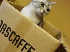 -猫猫幼稚园·撸猫·桌游·电玩