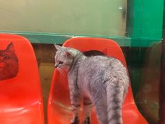 -猫咪博物馆(顶澳仔猫街店)