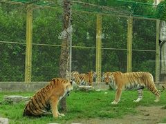 -上海野生动物园
